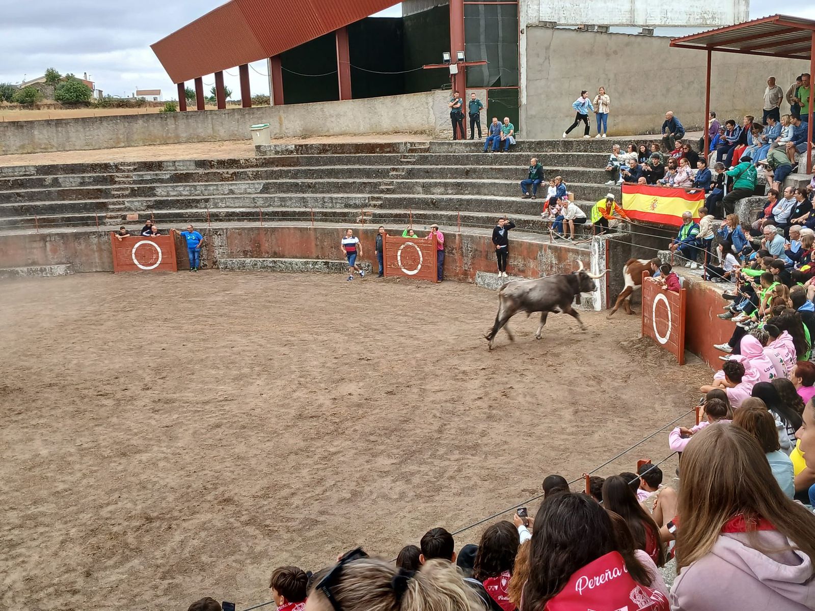 Encierro de novillos en Pereña