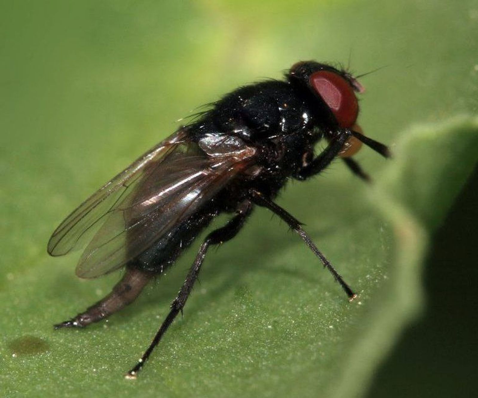 Presencia de la mosca negra en España | Fotografía Plagas Urbanas