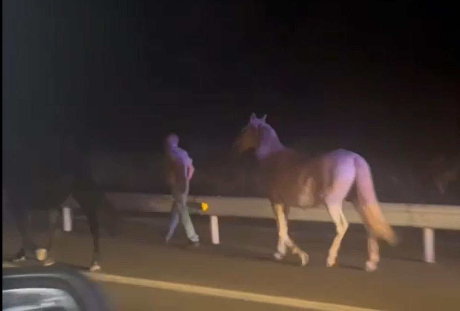 Localizan a unos caballos en la A-66