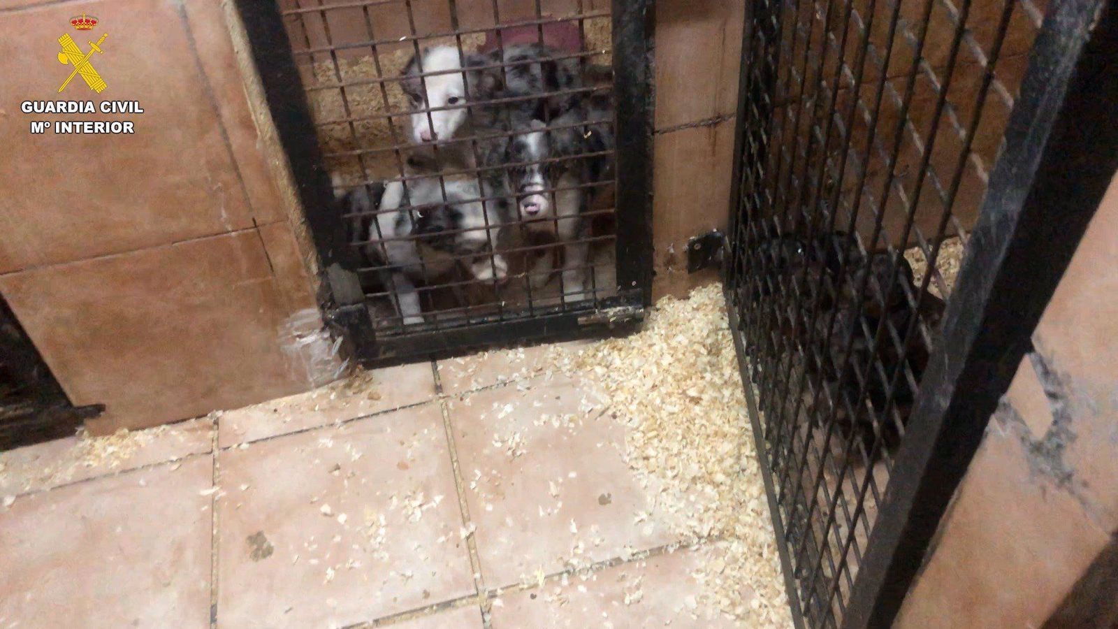 La Guardia Civil ha detenido a dos personas y está investigando a una tercera por la venta ilegal de cachorros por toda España en el marco de la operación 'Pupicas'. Foto Guardia Civil