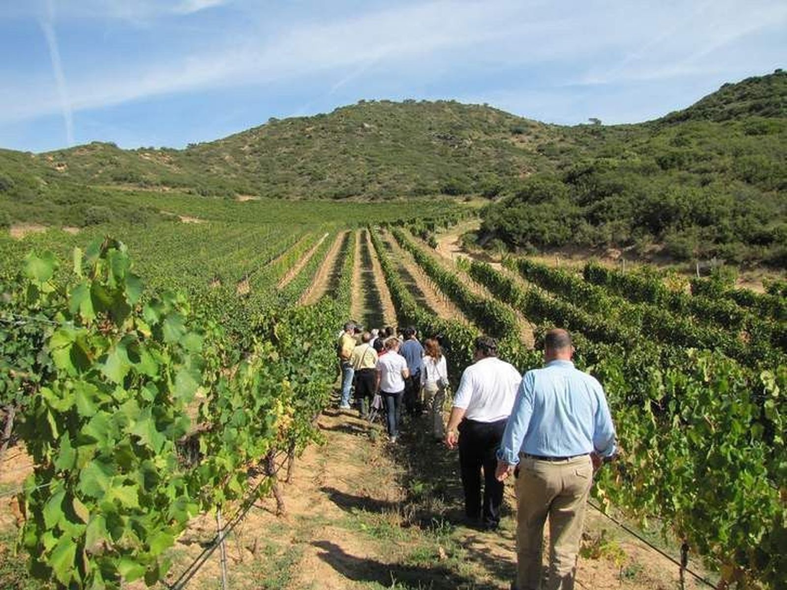 La Junta subvenciona con 50.000 euros la Ruta del Vino para promocionar el enoturismo