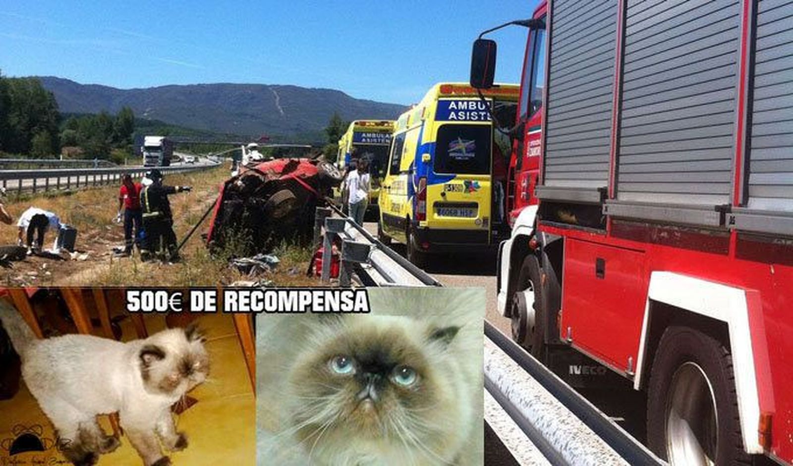 La recompensa para quien encuentre un gato perdido en Cobreros sube hasta los 500 euros