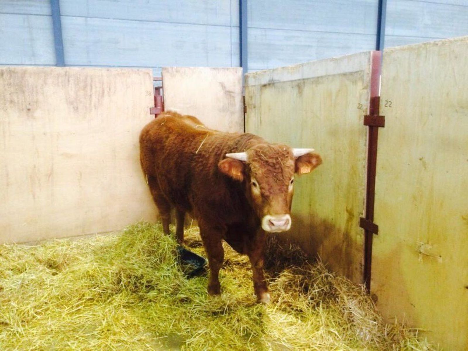 Abierto el plazo de inscripción de ganado para la Feria de San Andrés