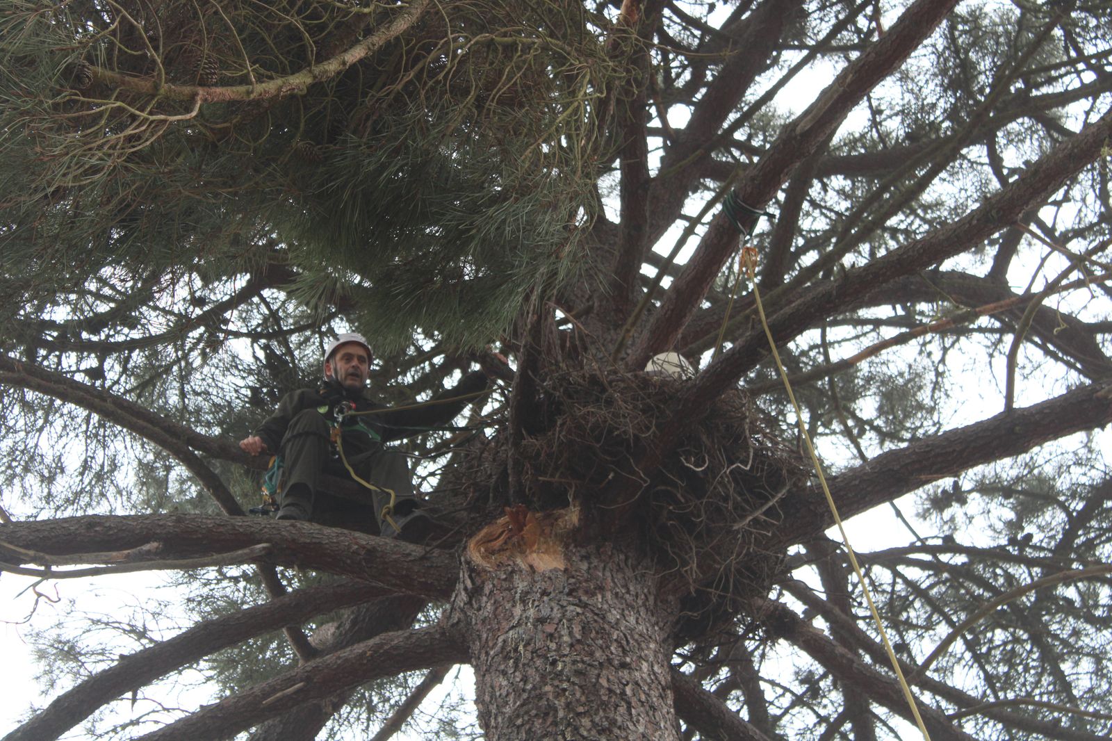 grupo-de-intervenciones-en-altura-agentes-medioambientales-reparacion-nido-cigueena-negra-en-espeja-95