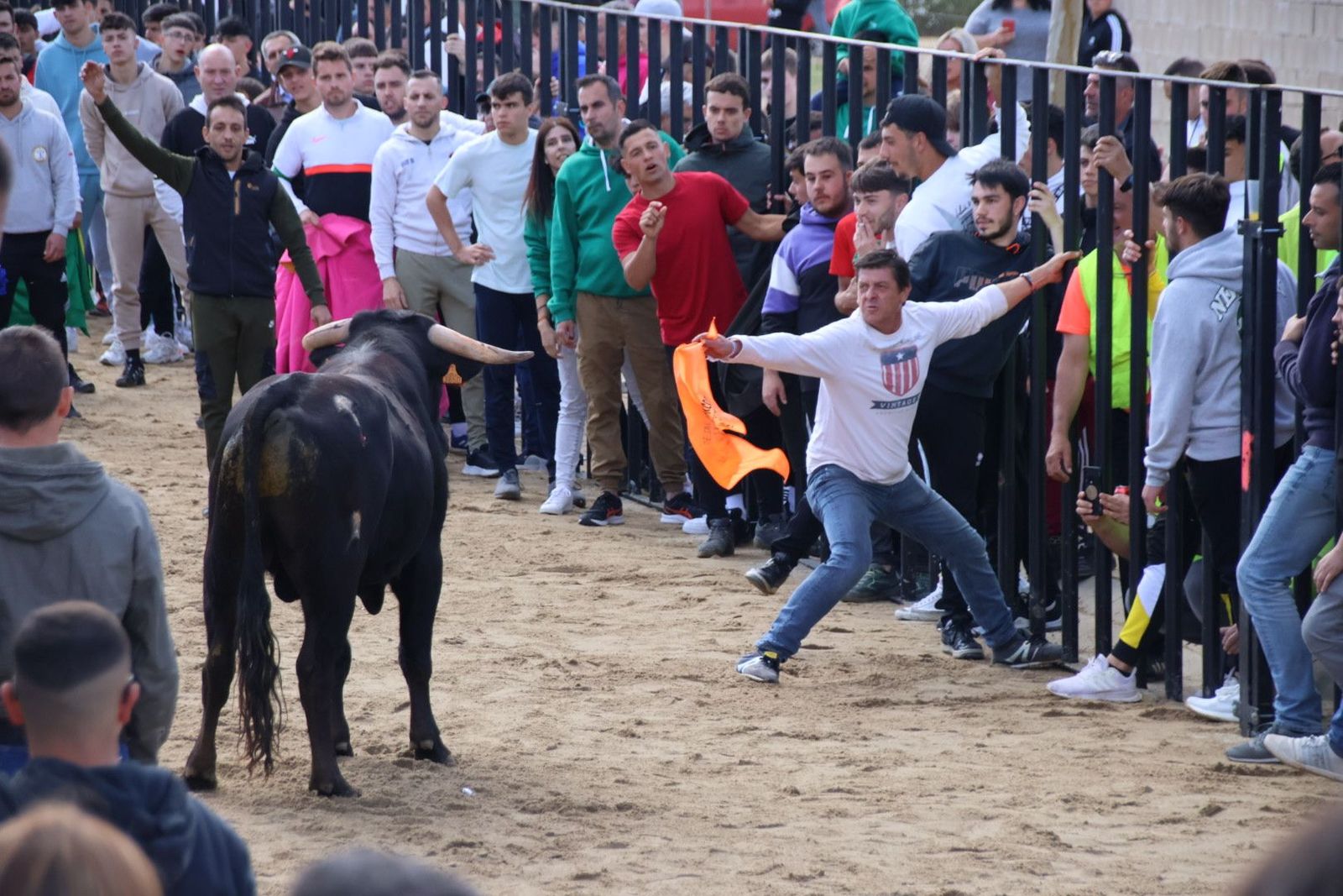 Toro de San Marcos de Doñinos