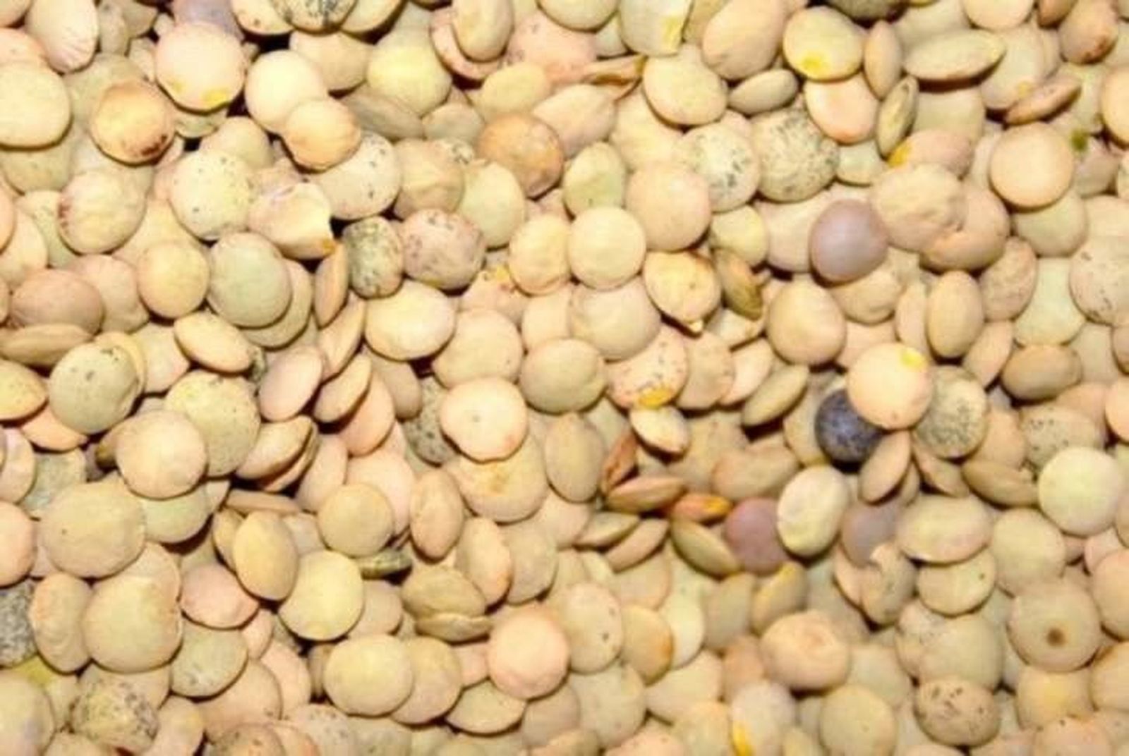 La Lenteja de Tierra de Campos, ingrediente principal del 10 de marzo