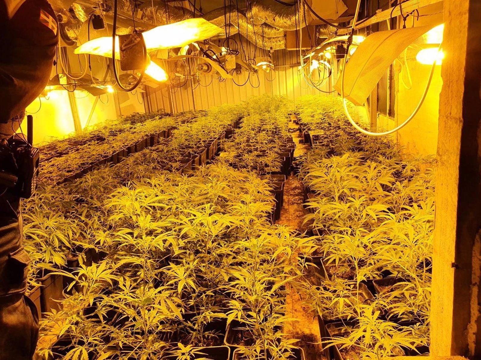 Imagen de una plantación de marihuana