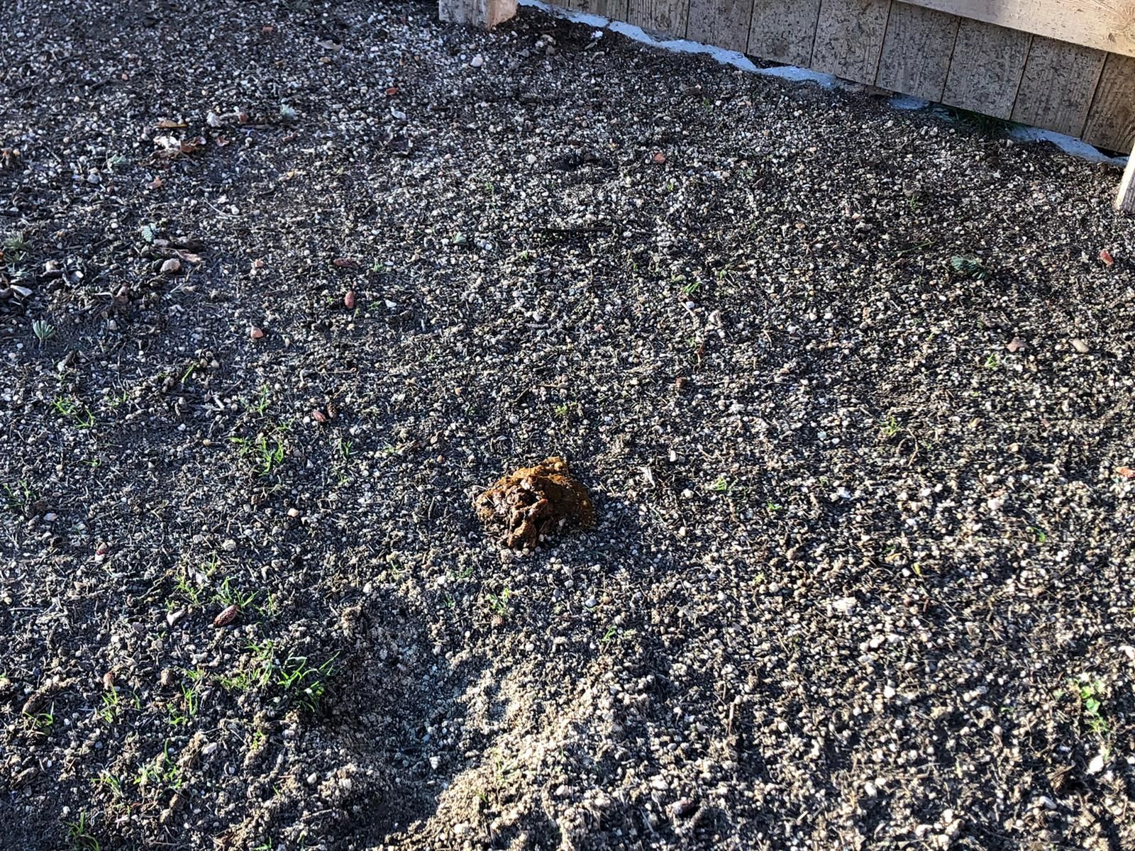 estado-del-pipican-1