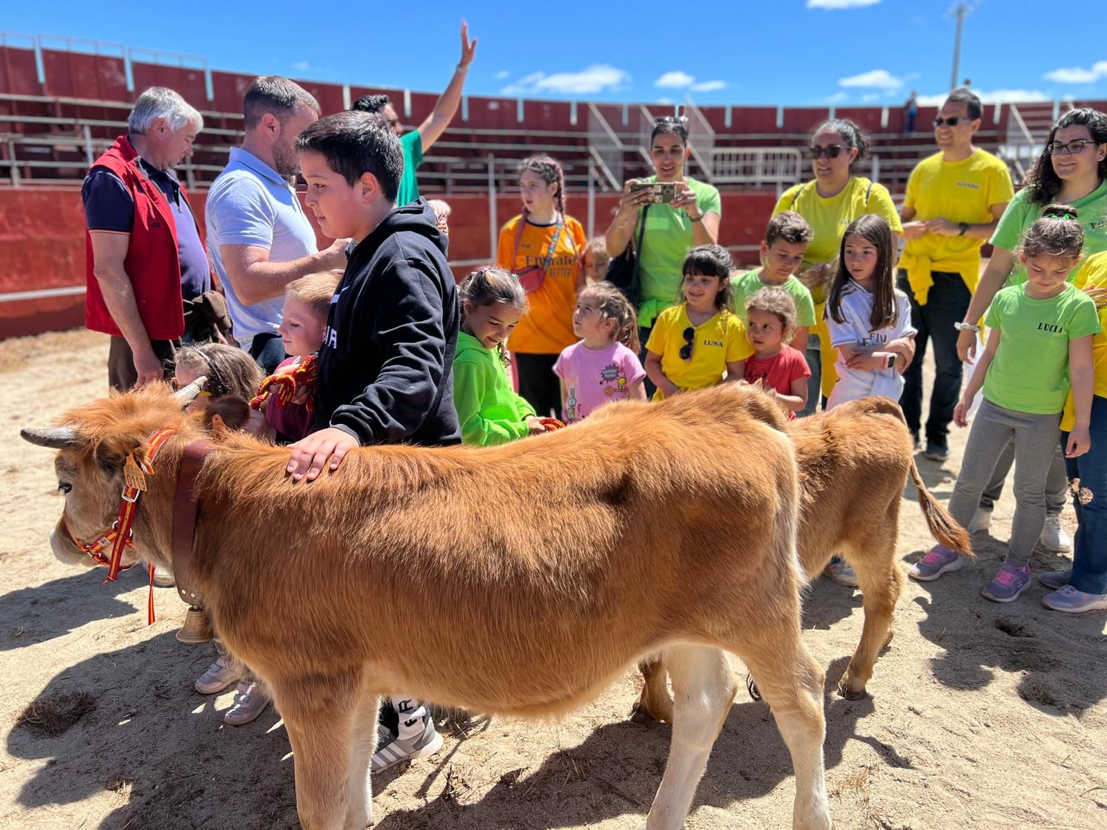 mini-bueyes-en-elas-fiestas-de-doninos-2025-28