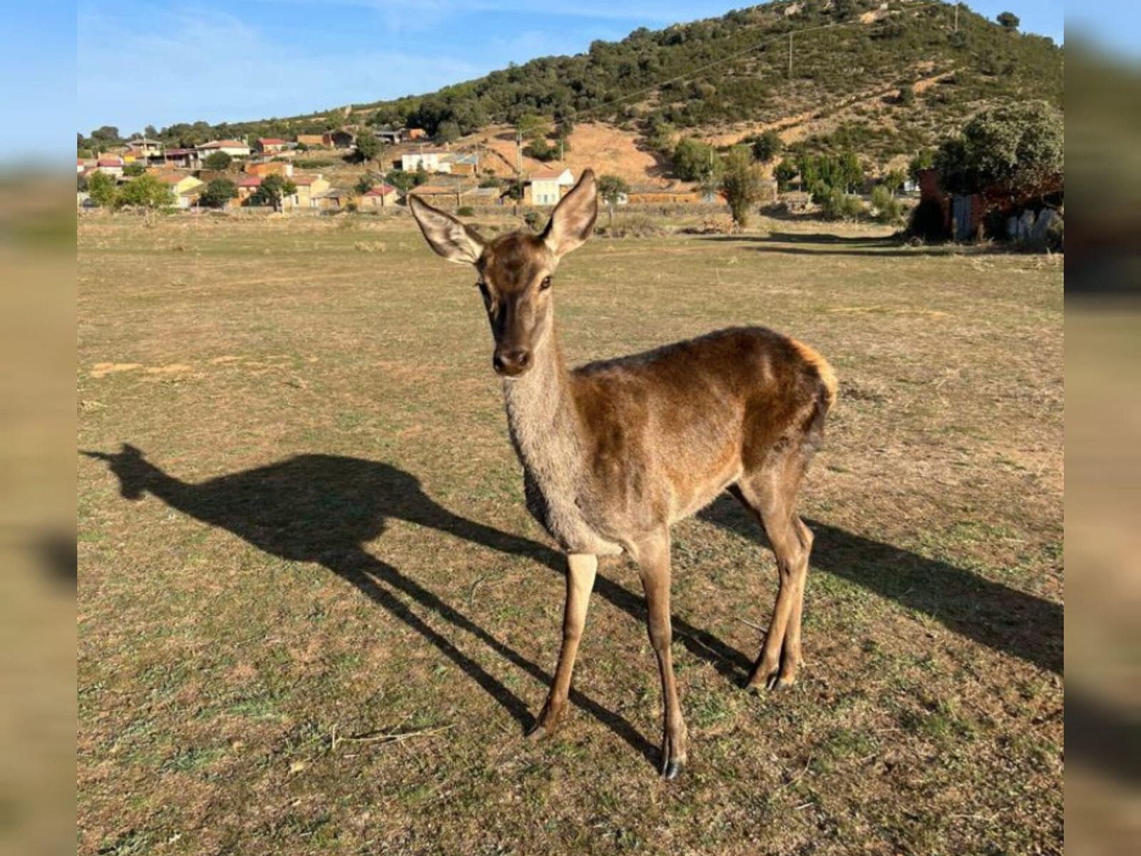 Cierva infectada en Vegalatrave