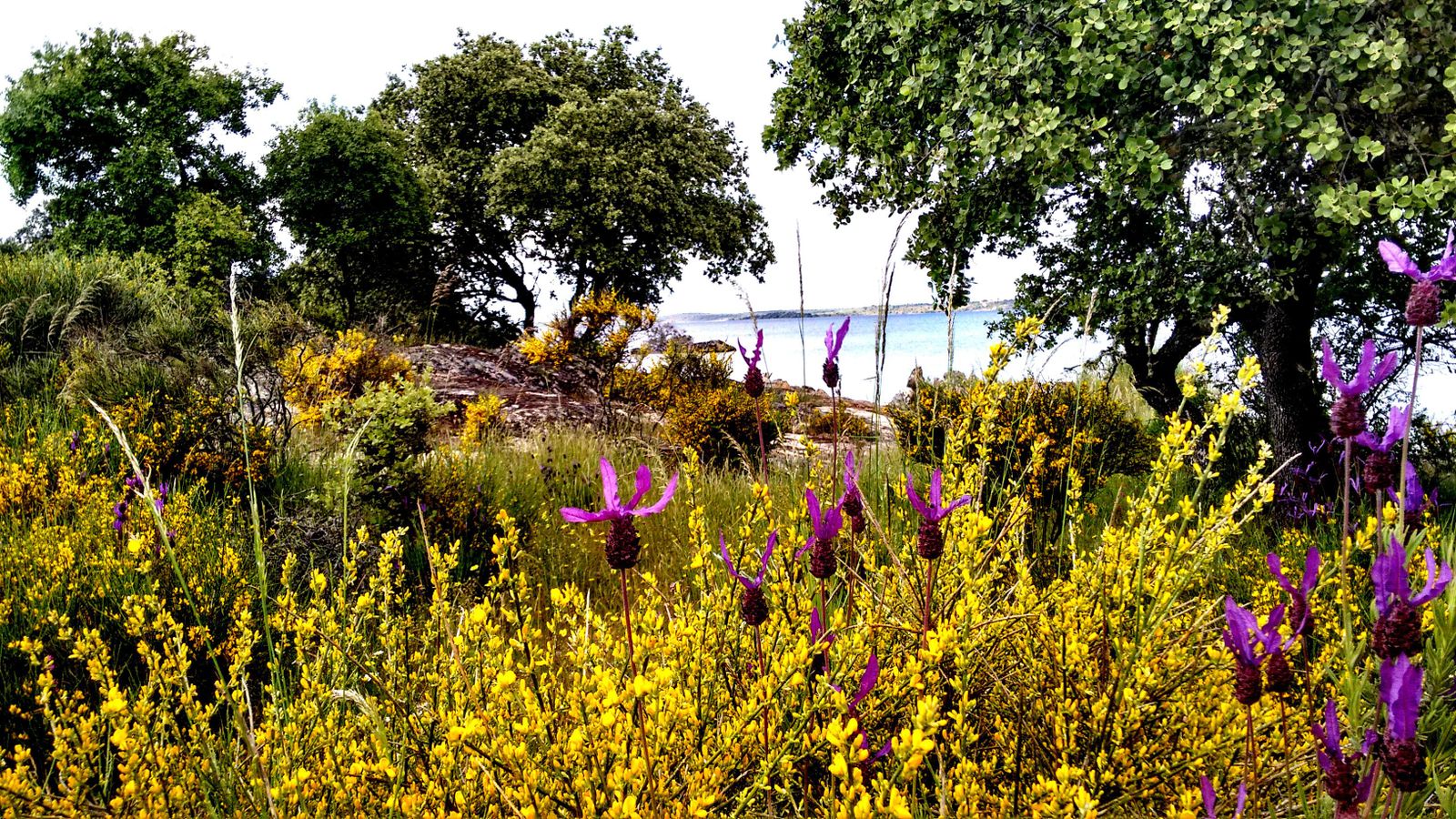 Explosión de colores