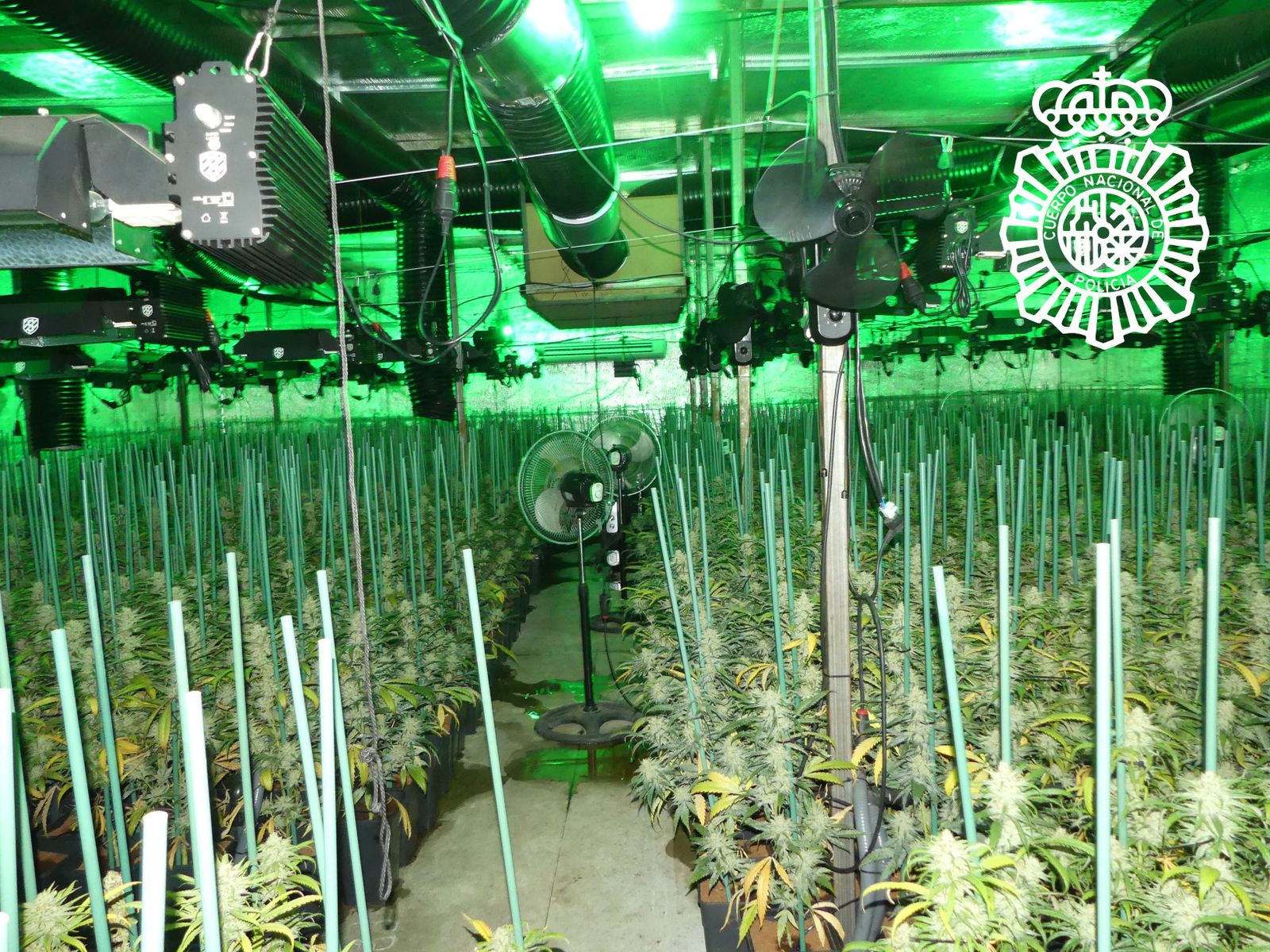 Plantación de marihuana. Foto de archivo