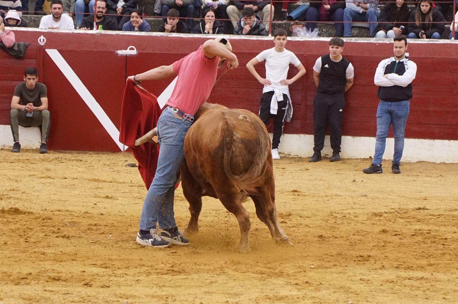 Villoria, toro del Voto