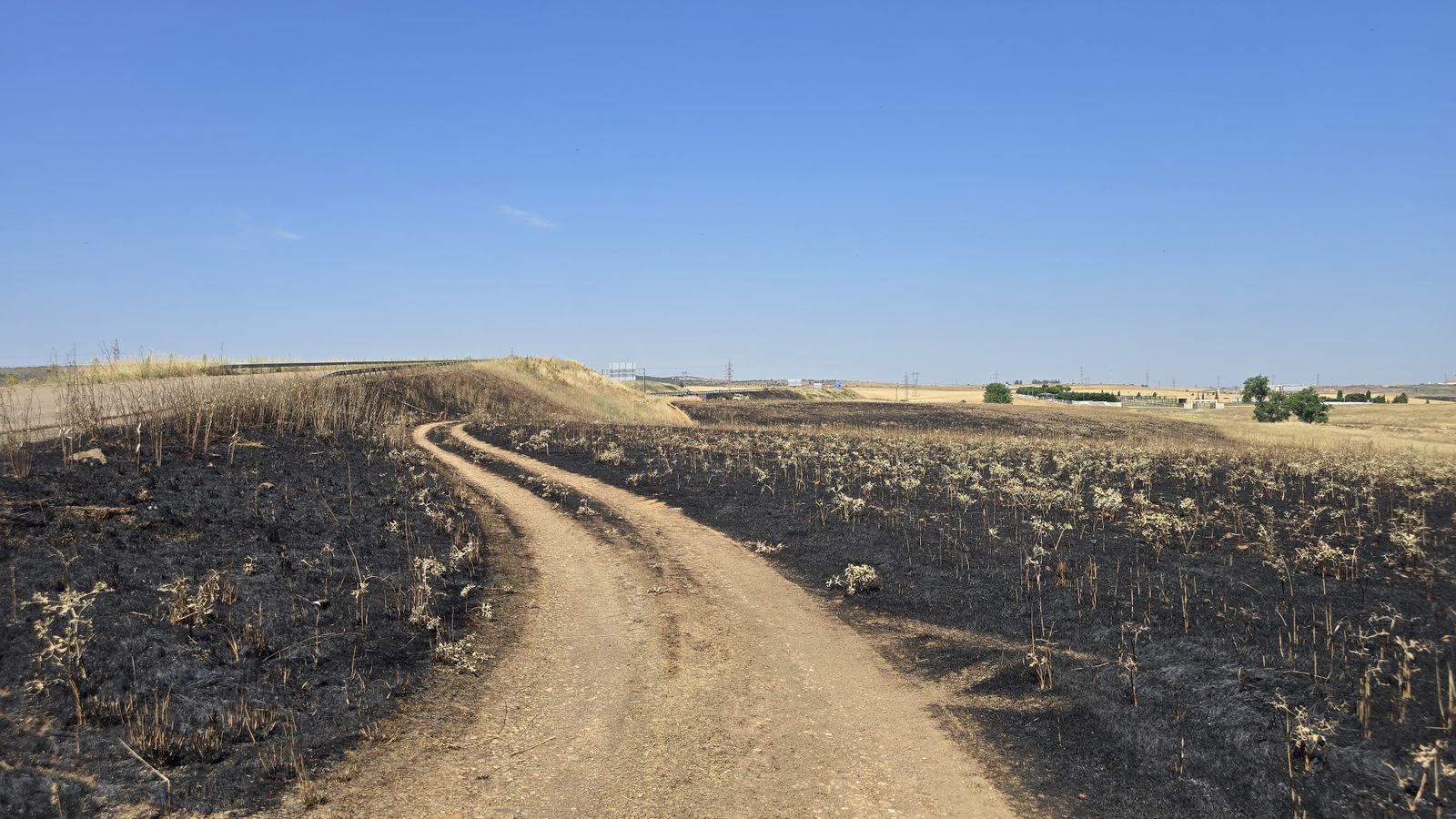 Pasto afectado por el incendio del 25 de junio en Aldeatejada