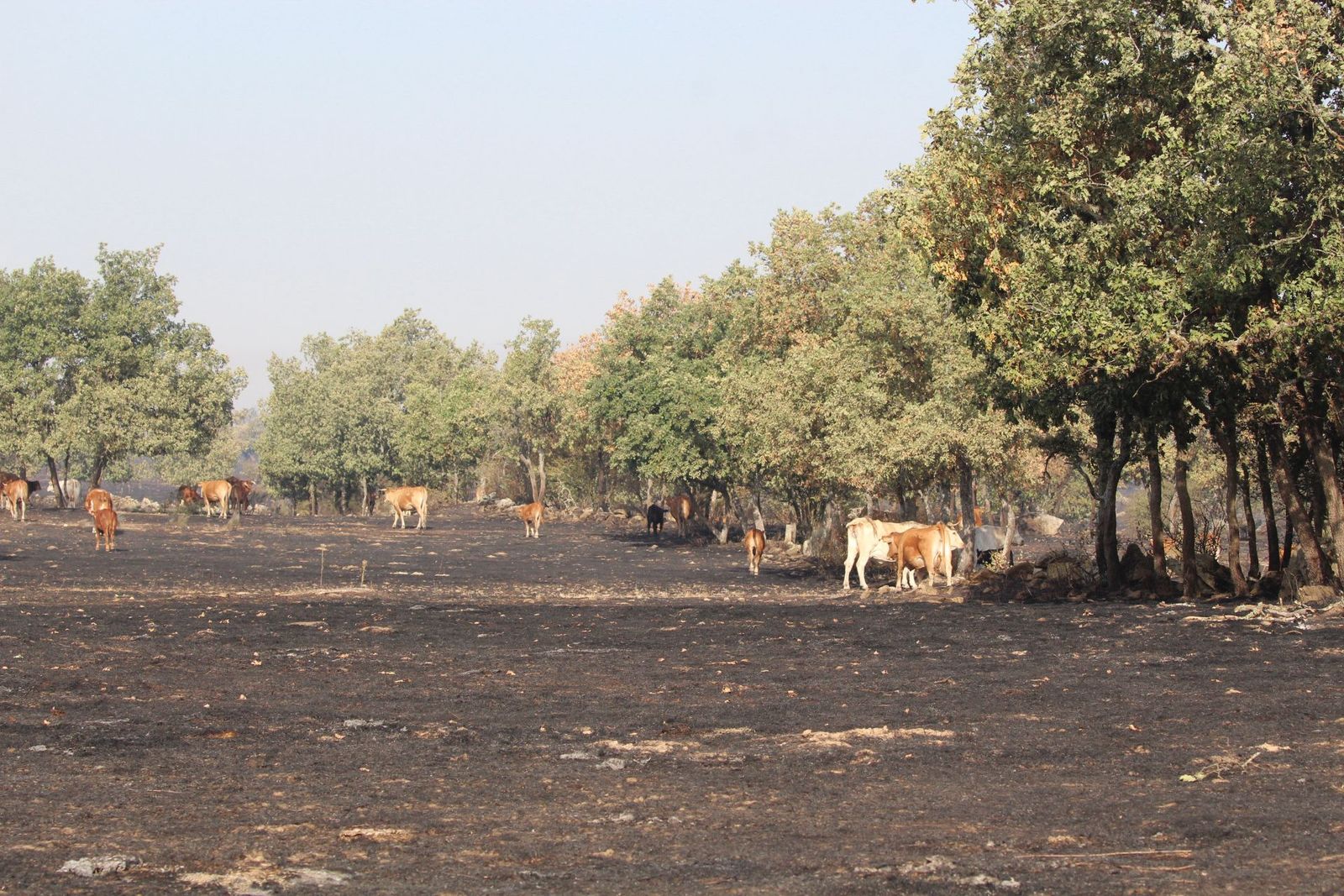 Así han quedado las zonas quemadas durante el incendio de Cipérez