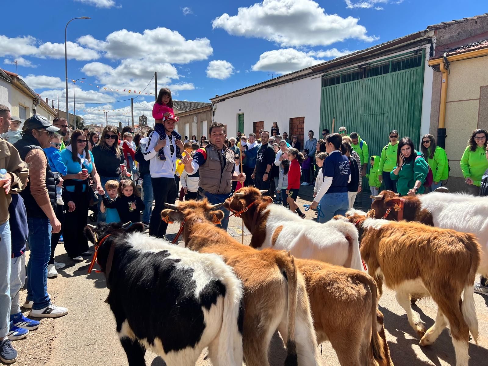 mini-bueyes-en-elas-fiestas-de-doninos-2025-13