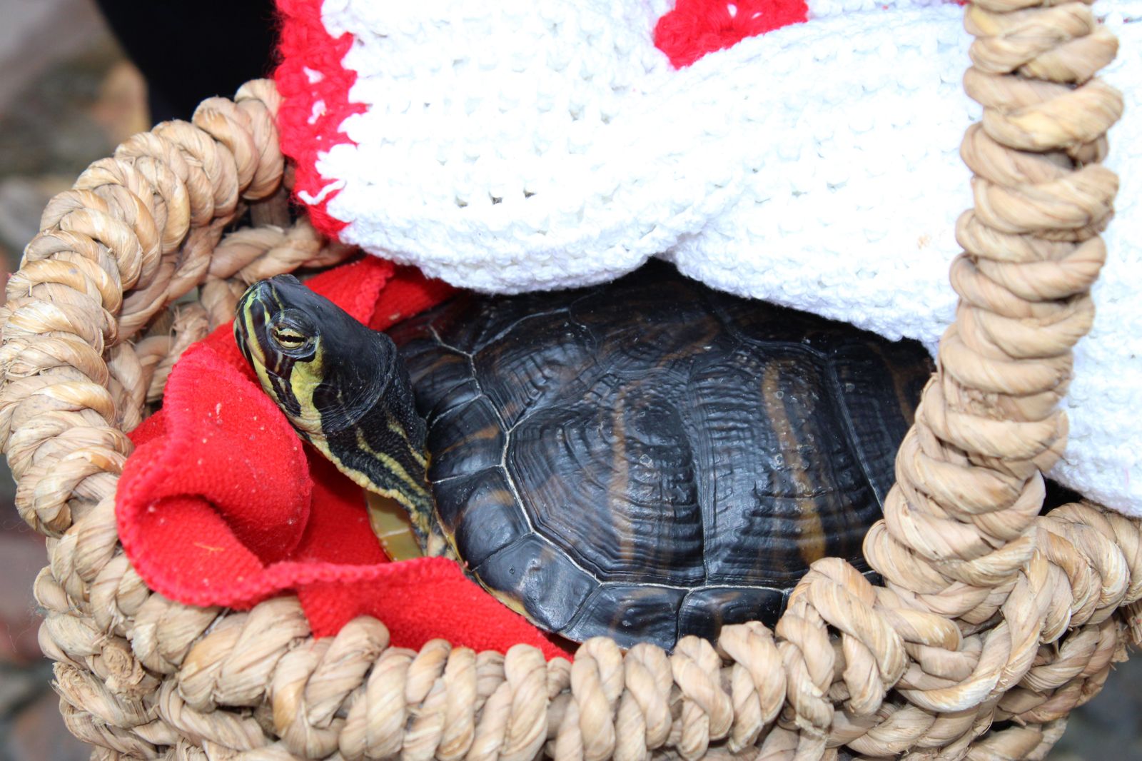 san-anton-bendicion-de-animales-2024-foto-s24h-21