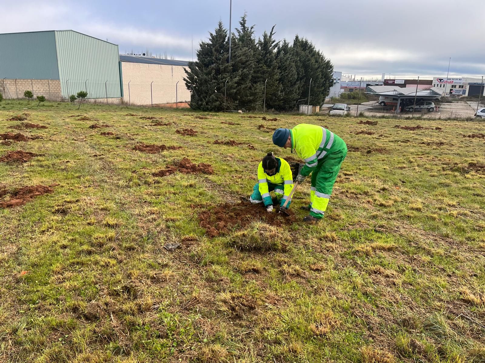 Imagen de la replantación