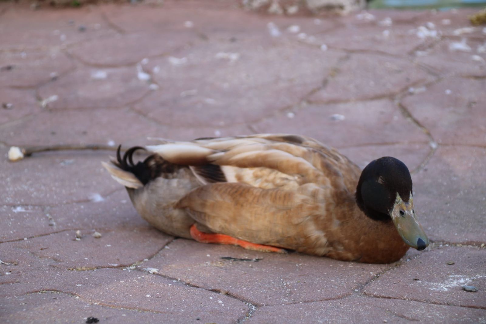 Patos y cisnes vuelven al estanque de La Alamedilla