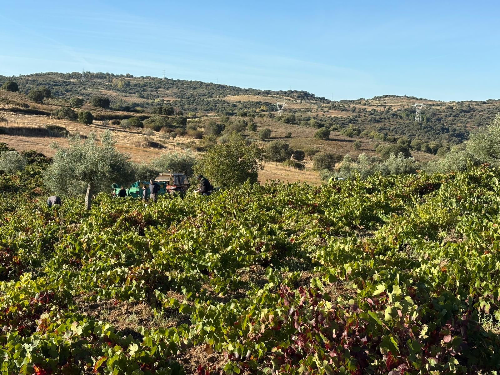 Vendimia en Arribes del Duero