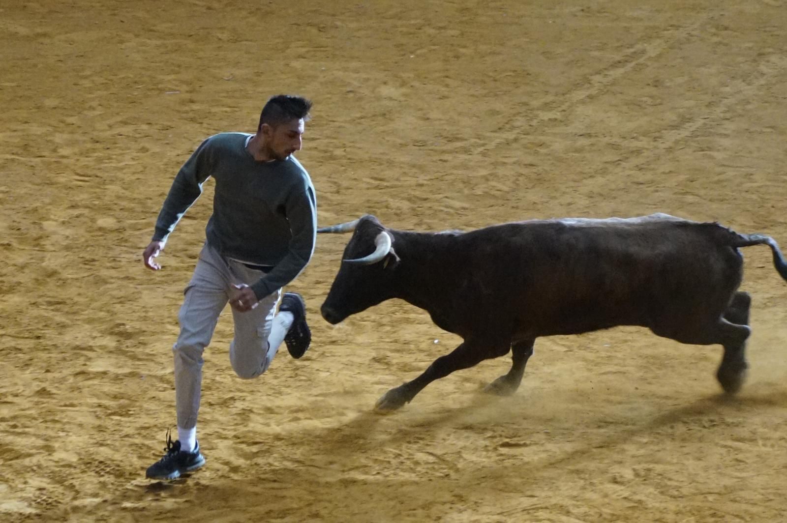 Encierro y capea en Alba de Tormes