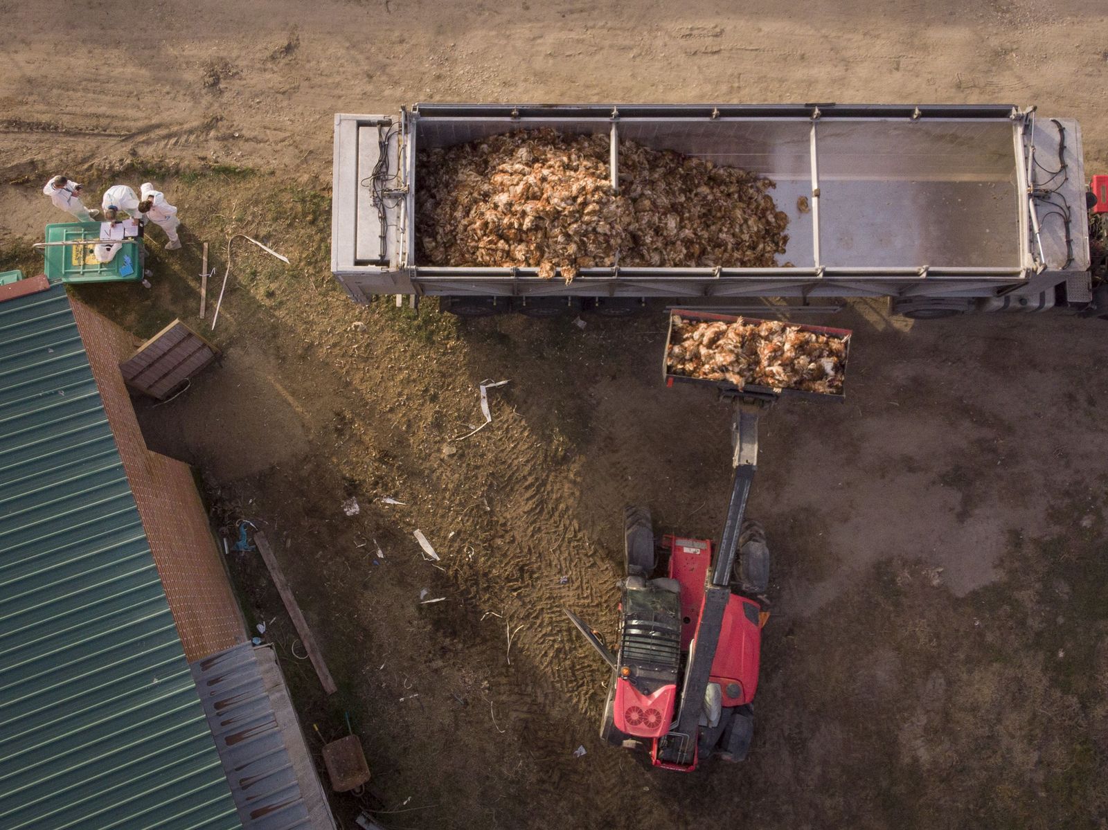 Una excavadora llena un tráiler con cadáveres de gallinas | Greenpeace Una excavadora llena un tráiler con cadáveres de gallinas | Greenpeace