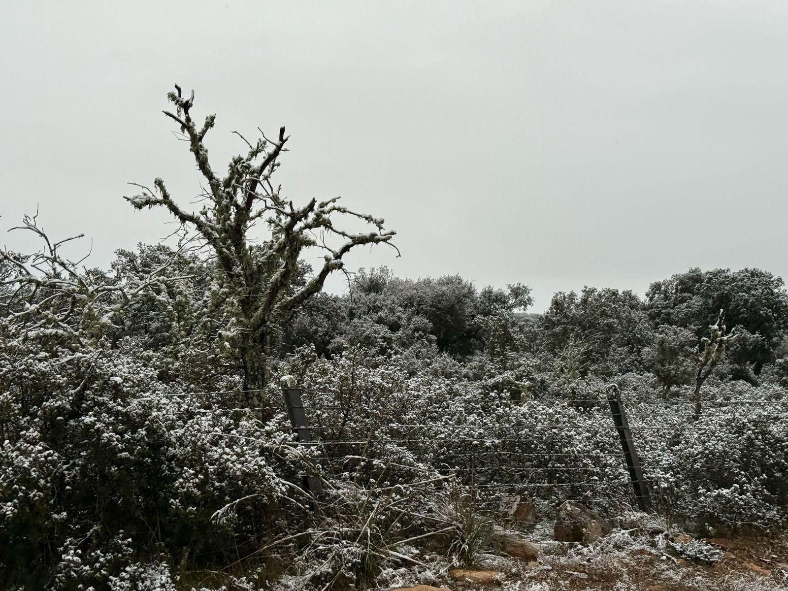 nieve-en-monterrubio-y-cuatro-calzadas-12