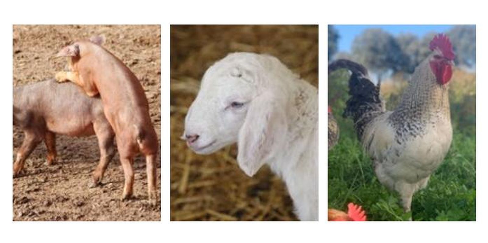 Tostón, cordero y gallo de corral. Fotos de archivo