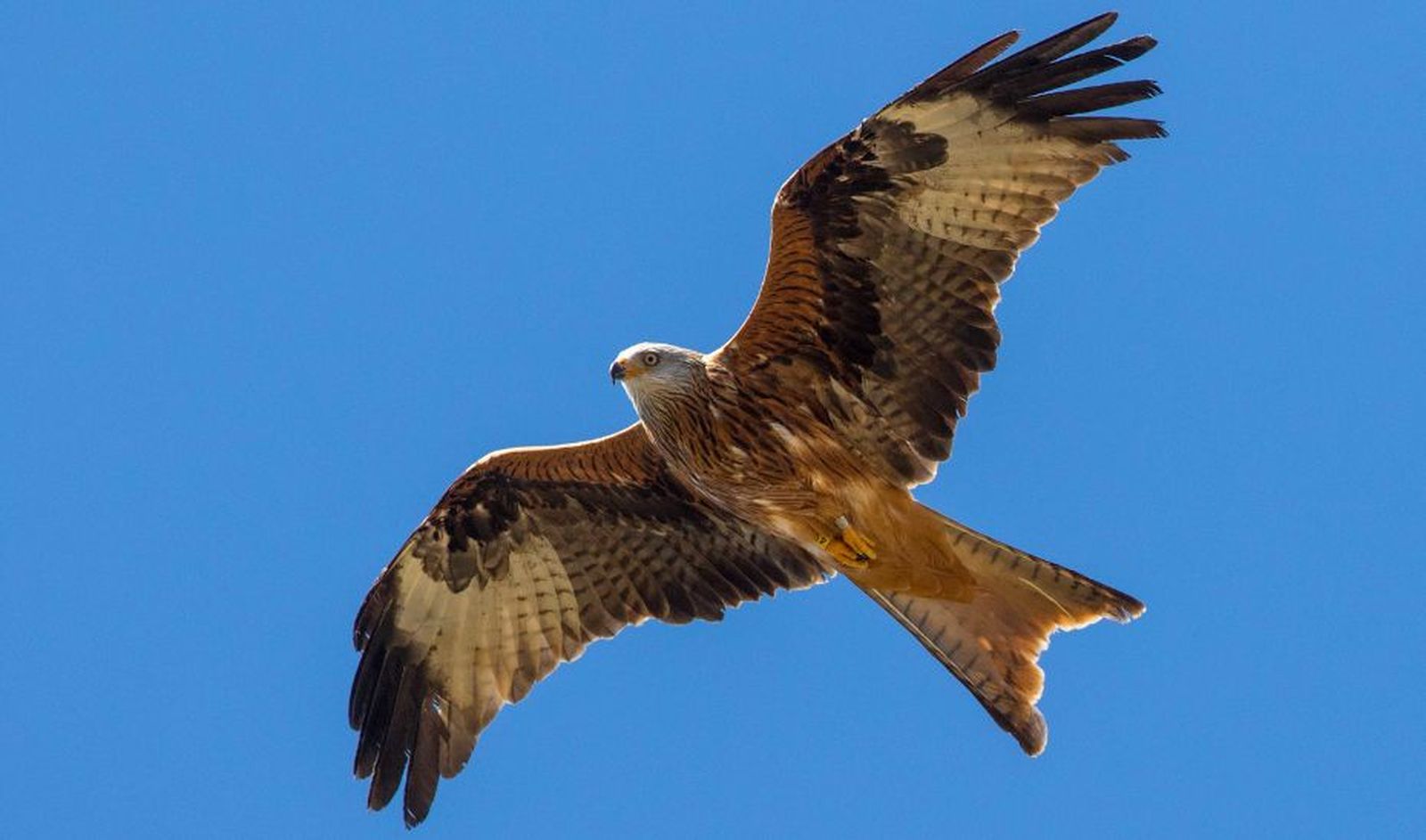 Un milano real en pleno vuelo. Archivo JA