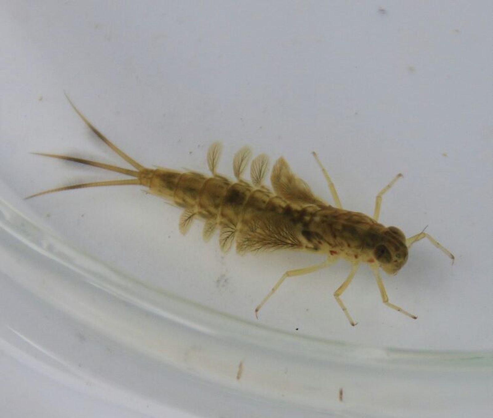 19022053 10209270979347868 1311628794 n