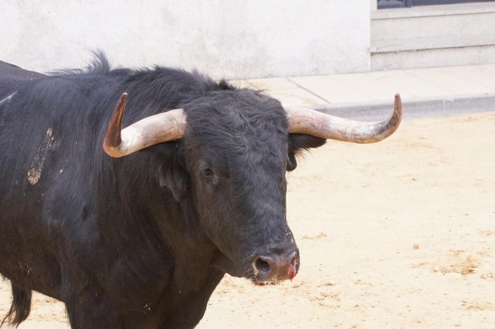 ambiente-y-participacion-durante-el-toro-del-voto-en-villoria-suelta-de-dos-toros-del-cajon-foto-juanes-65