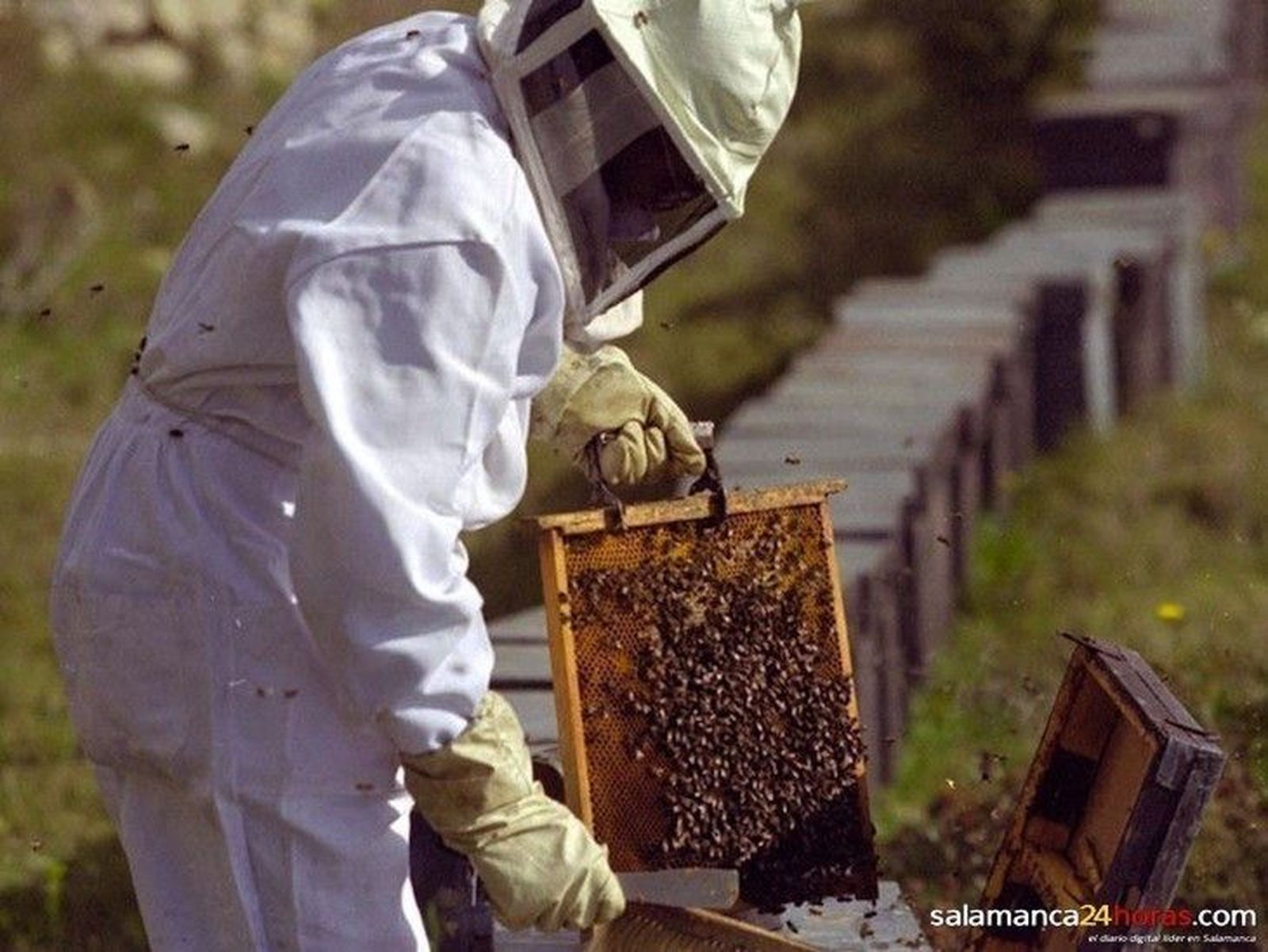 Apicultor trabajando