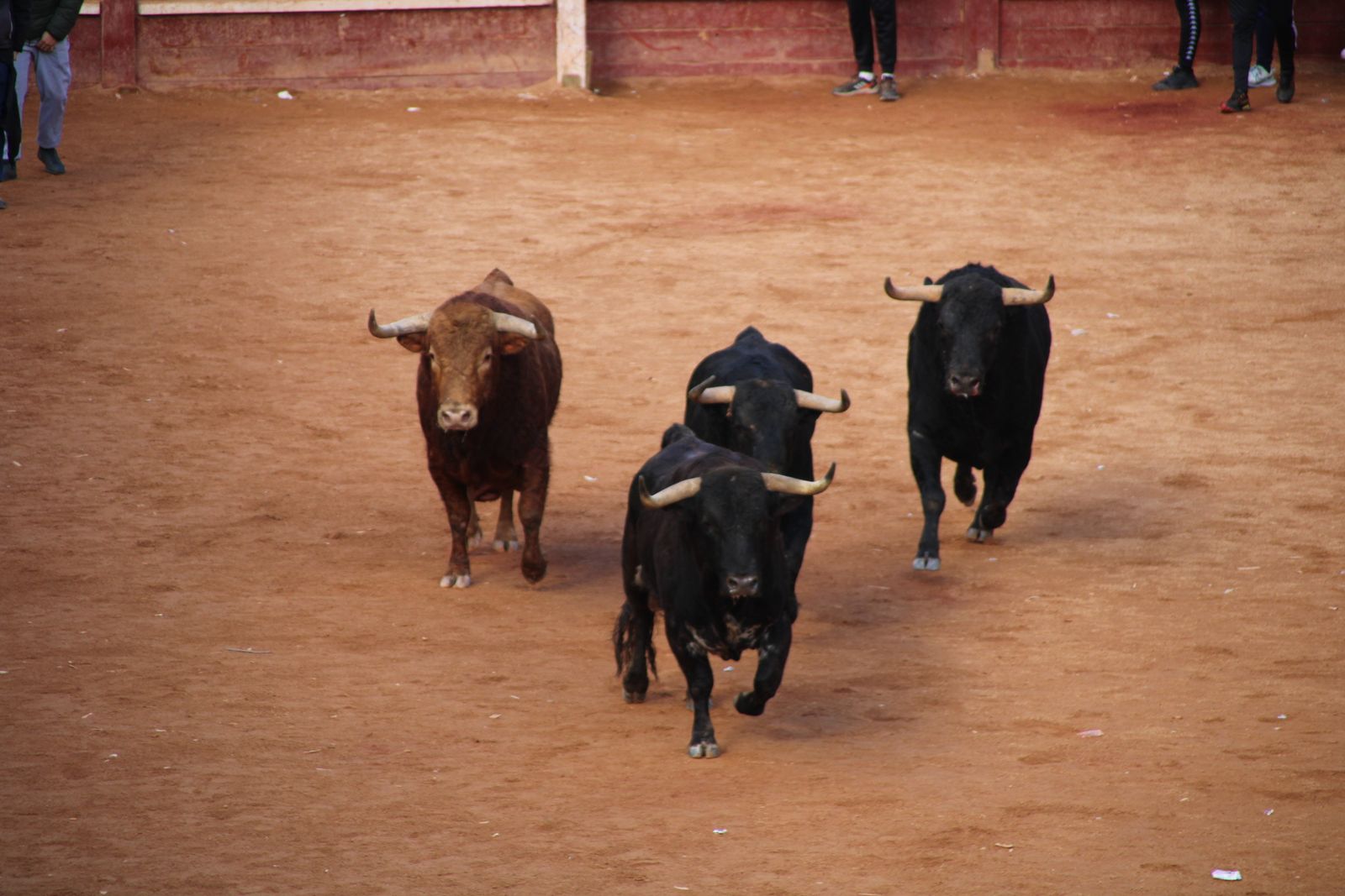 Encierro de martes en el Carnaval del Toro de Ciudad Rodrigo 2026