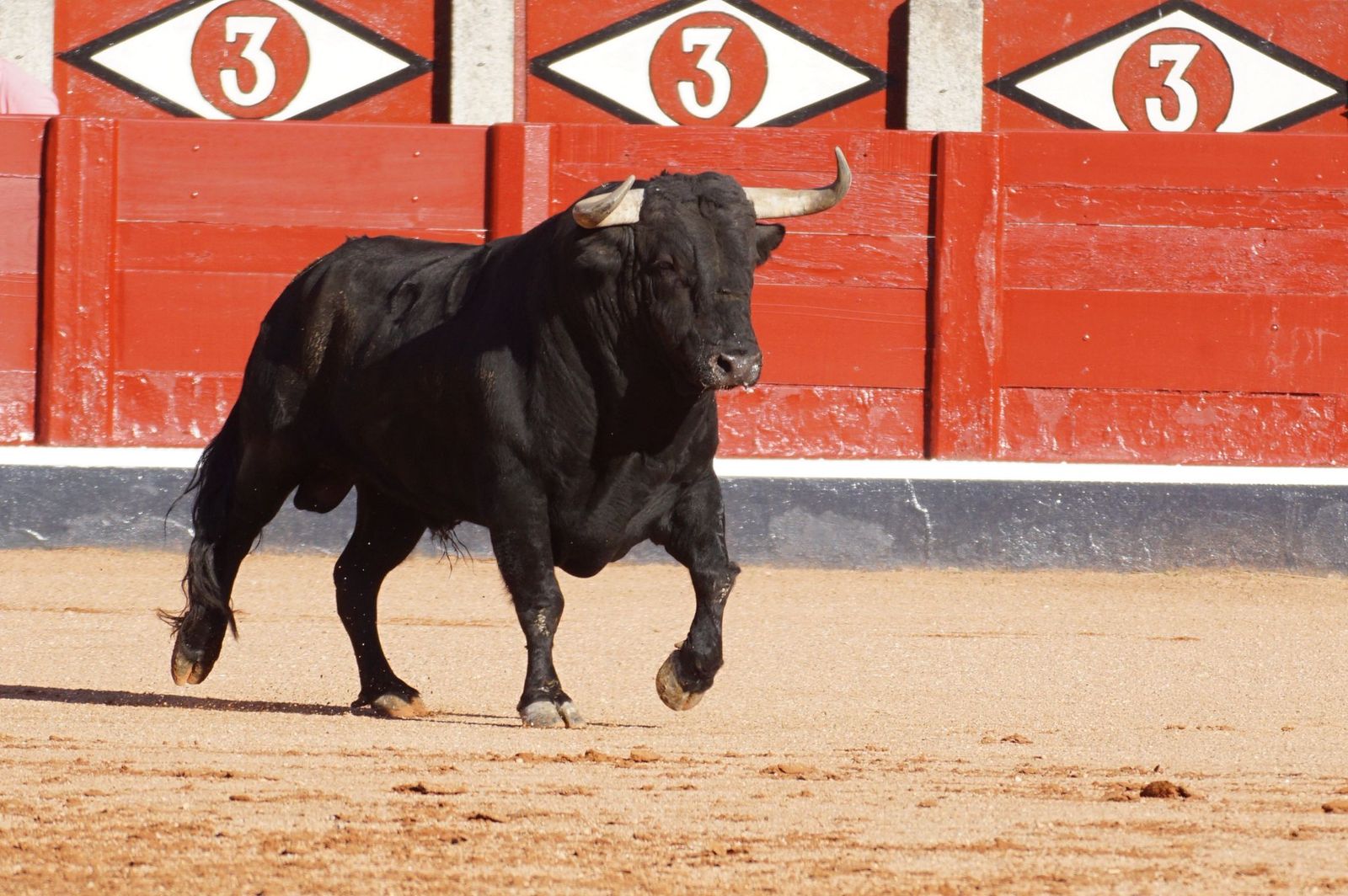 Tradicional Desenjaule en la Plaza de Toros La Glorieta