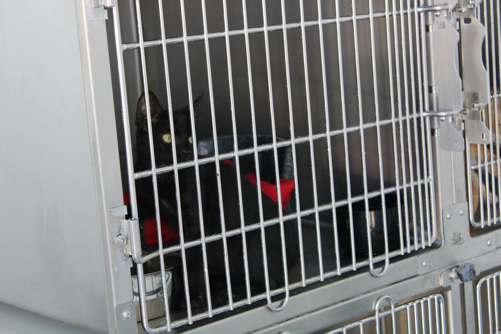 refugio-de-animales-del-ayuntamiento-de-salamanca-24