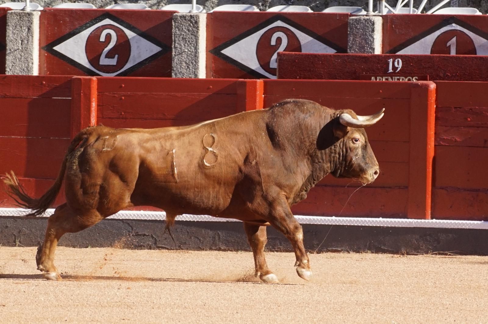Tradicional Desenjaule en la Plaza de Toros La Glorieta