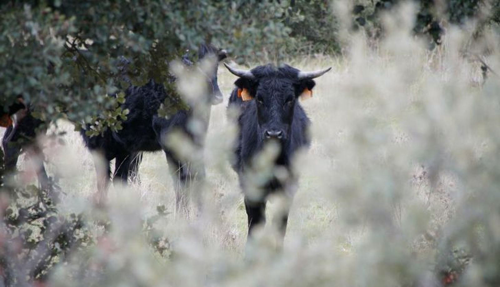 Ganadería Herederos de Ángel Sánchez y Sánchez (20)