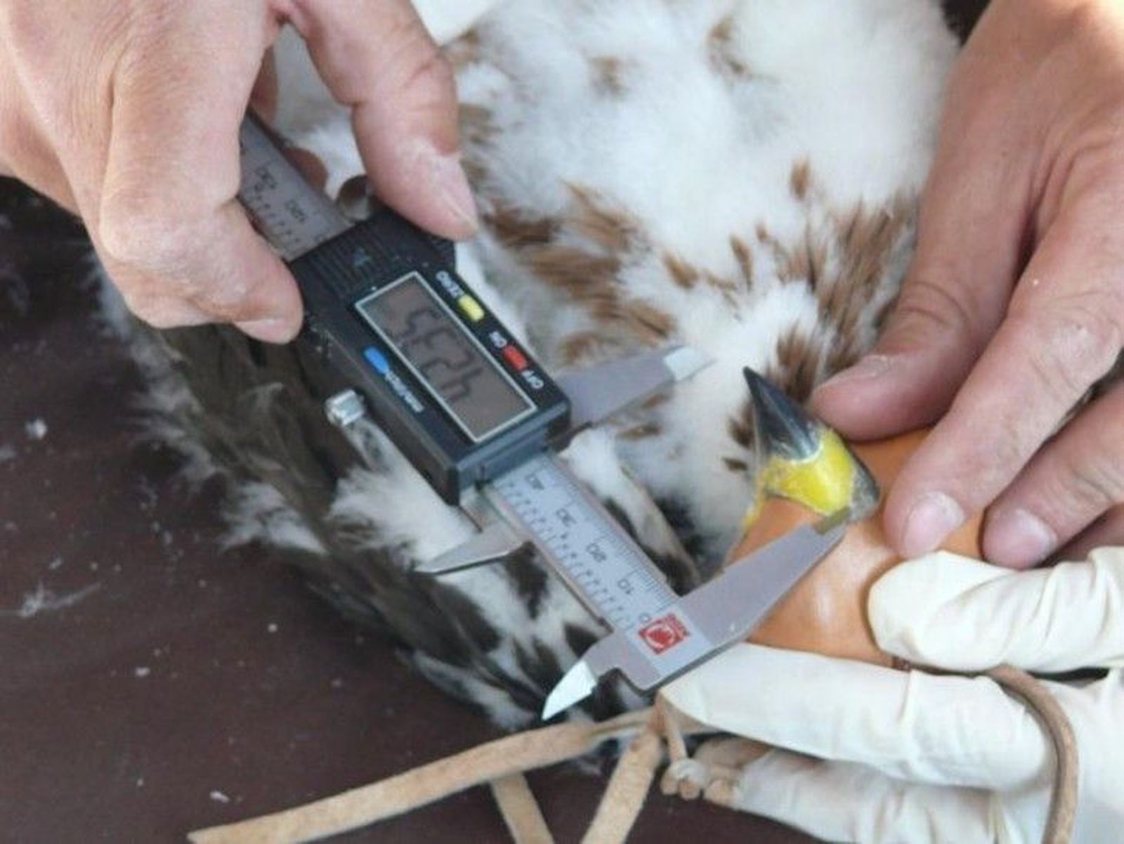 Marcaje de pollos de águila perdicera para promover la conservación de la especie