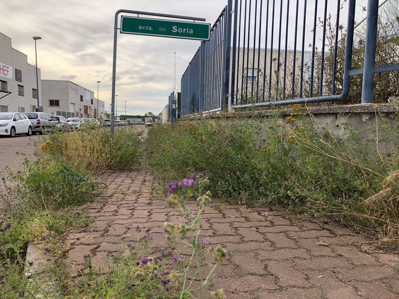 Maleza en una calle del polígono Los Llanos