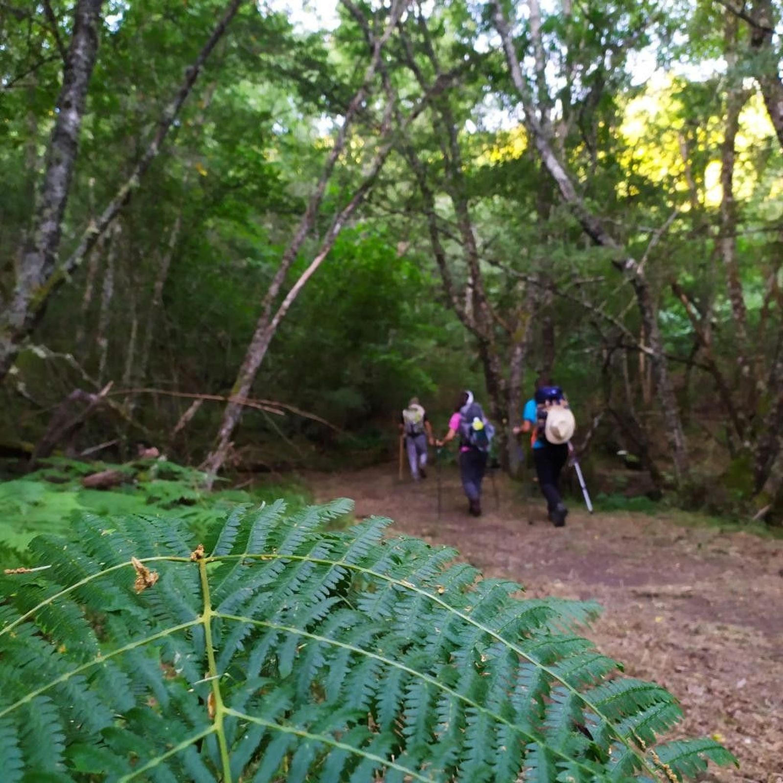 Pregrinos camino santiag
