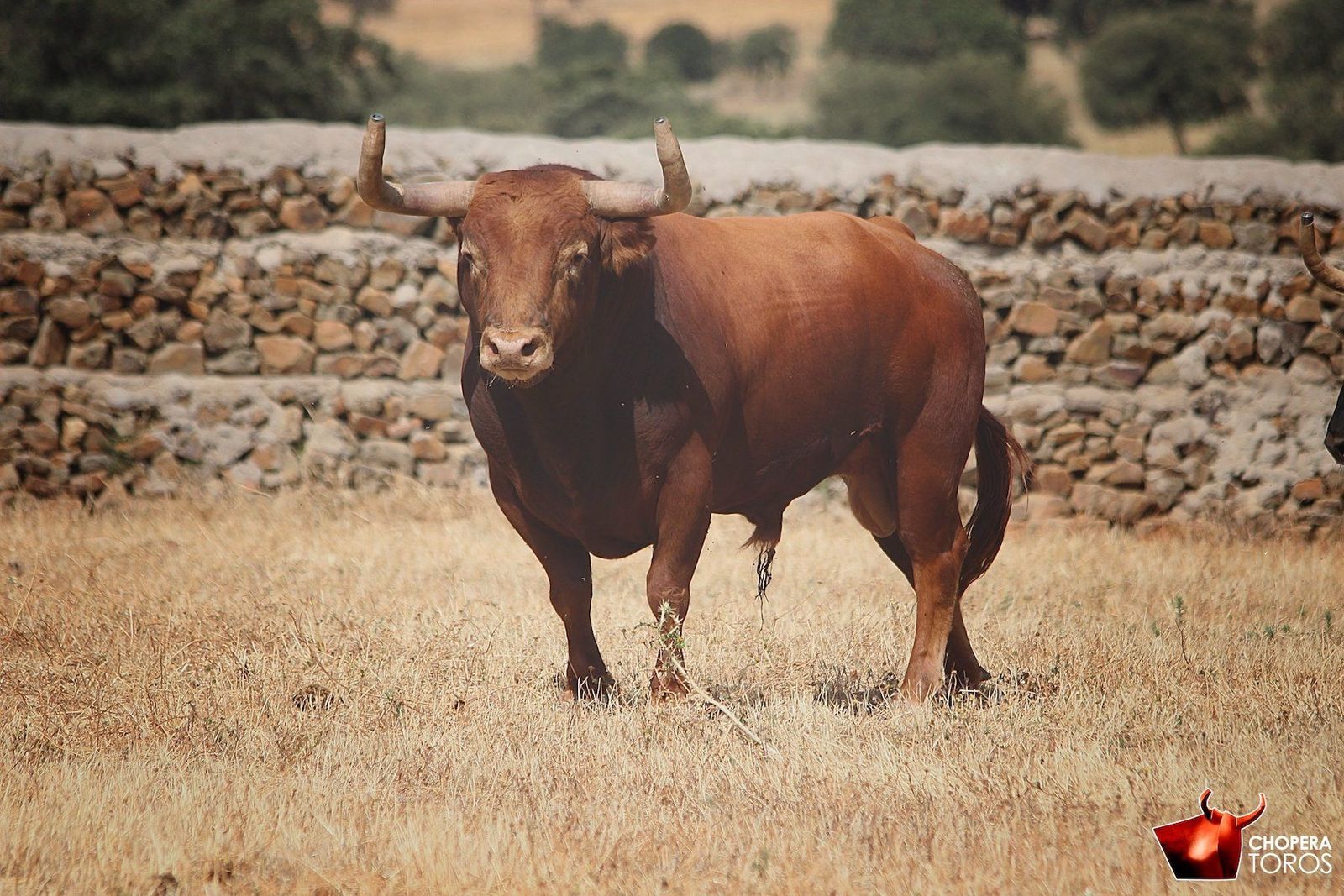 Toros de Alcurrucén para Bilbao