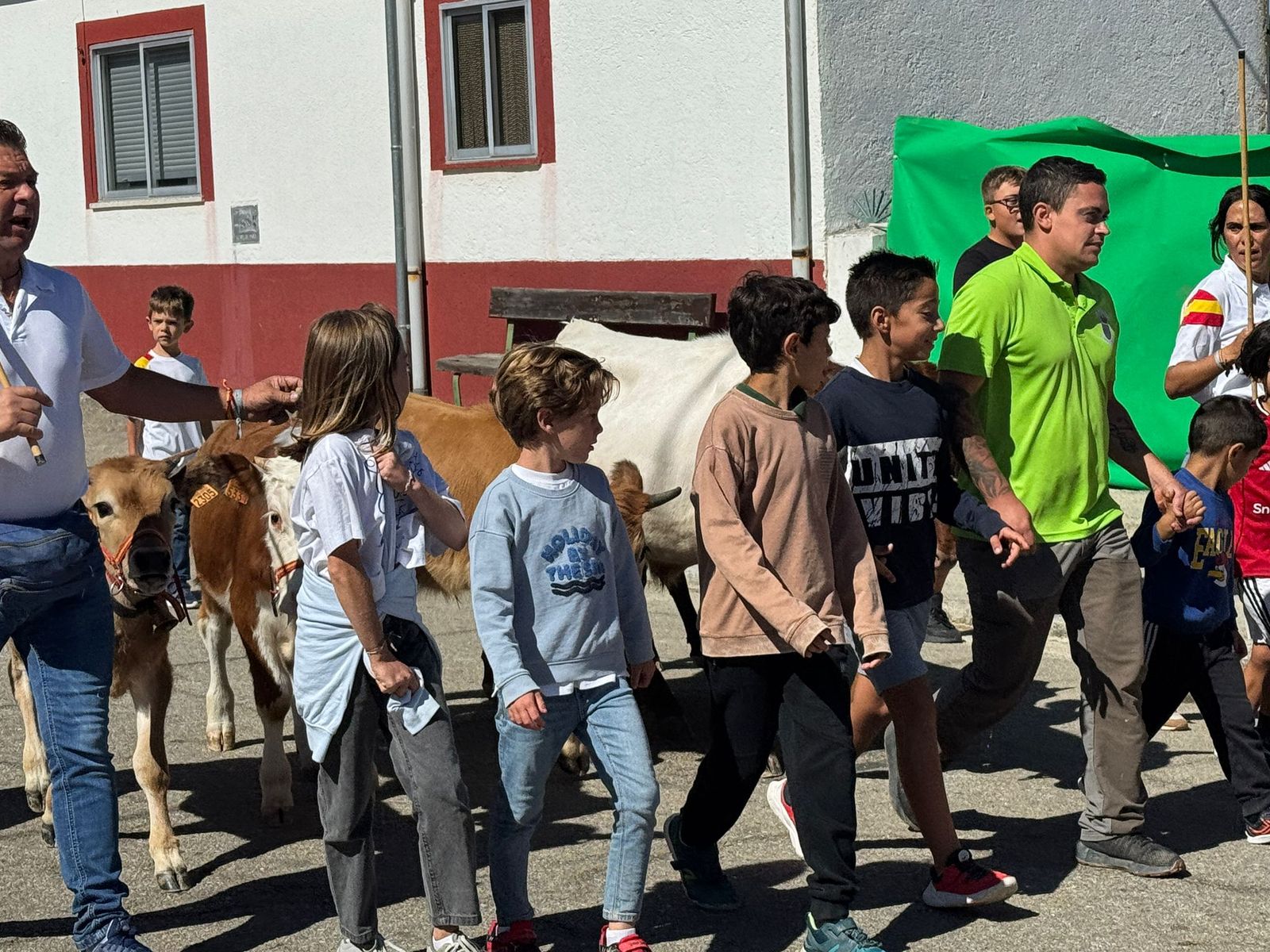 Encierro de mini bueyes en el último día de fiestas en Aldeadávila de la Ribera
