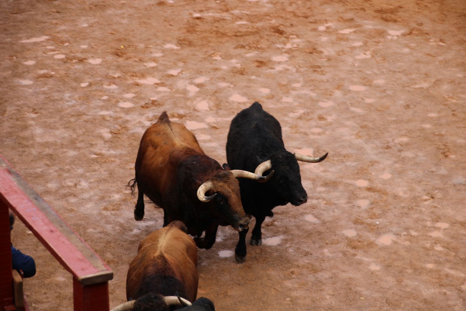 encierro-urbano-martes-de-carnaval-ciudad-rodrigo-2025-9